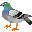 pigeon.gif
